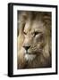 Lion-Linda Wright-Framed Premium Photographic Print