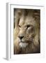 Lion-Linda Wright-Framed Premium Photographic Print