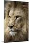 Lion-Linda Wright-Mounted Premium Photographic Print