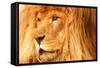 Lion-null-Framed Stretched Canvas