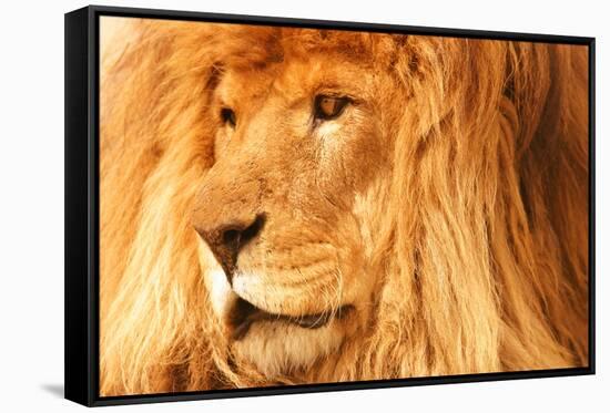 Lion-null-Framed Stretched Canvas