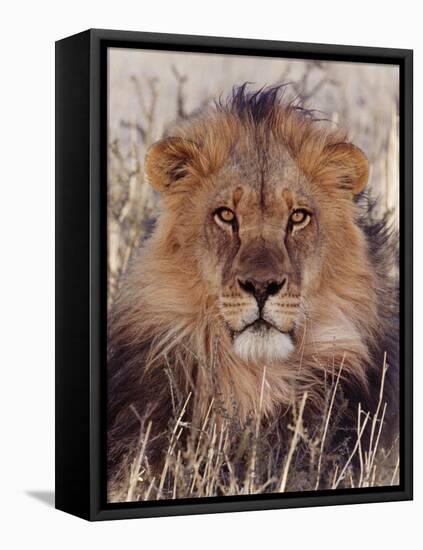 Lion-null-Framed Stretched Canvas