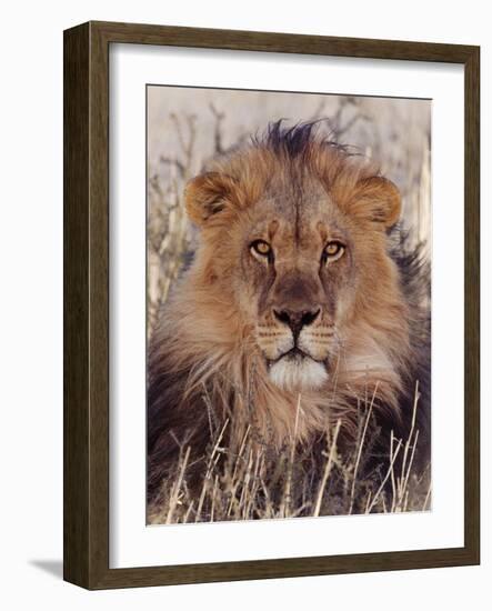 Lion-null-Framed Premium Photographic Print