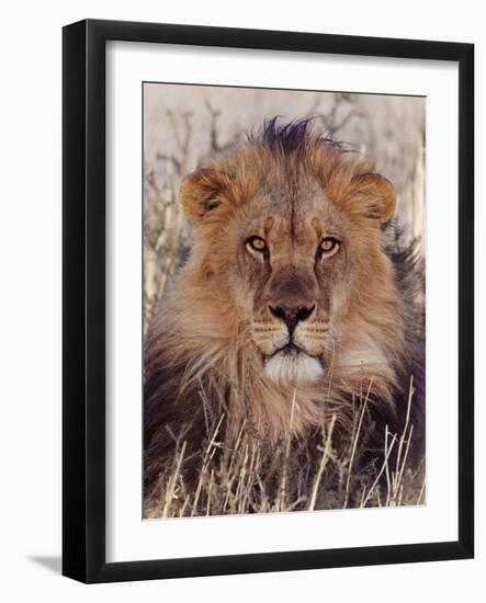 Lion-null-Framed Premium Photographic Print