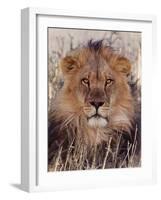 Lion-null-Framed Premium Photographic Print