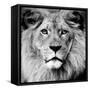 Lion-null-Framed Stretched Canvas