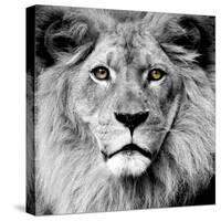Lion-null-Stretched Canvas
