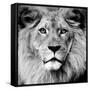 Lion-null-Framed Stretched Canvas