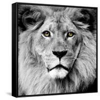 Lion-null-Framed Stretched Canvas