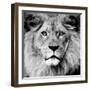 Lion-null-Framed Premium Photographic Print