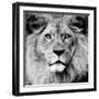 Lion-null-Framed Premium Photographic Print