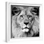 Lion-null-Framed Premium Photographic Print