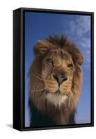 Lion-DLILLC-Framed Stretched Canvas