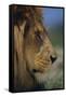 Lion-DLILLC-Framed Stretched Canvas