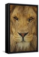 Lion-DLILLC-Framed Stretched Canvas