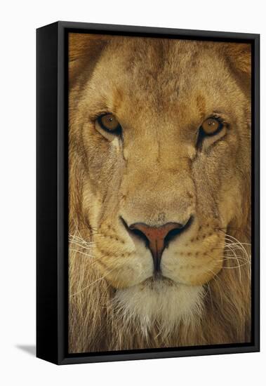 Lion-DLILLC-Framed Stretched Canvas