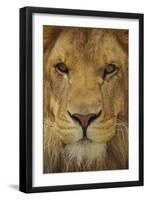 Lion-DLILLC-Framed Premium Photographic Print
