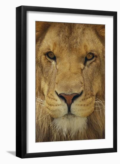 Lion-DLILLC-Framed Premium Photographic Print