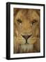 Lion-DLILLC-Framed Premium Photographic Print