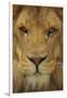 Lion-DLILLC-Framed Premium Photographic Print