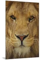 Lion-DLILLC-Mounted Premium Photographic Print