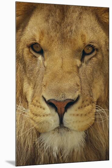 Lion-DLILLC-Mounted Premium Photographic Print