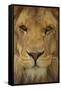 Lion-DLILLC-Framed Stretched Canvas