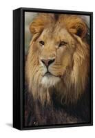 Lion-DLILLC-Framed Stretched Canvas