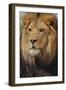 Lion-DLILLC-Framed Premium Photographic Print