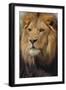 Lion-DLILLC-Framed Premium Photographic Print