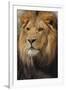 Lion-DLILLC-Framed Premium Photographic Print