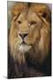 Lion-DLILLC-Mounted Premium Photographic Print