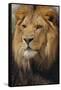 Lion-DLILLC-Framed Stretched Canvas