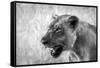 Lion-Donvanstaden-Framed Stretched Canvas