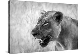 Lion-Donvanstaden-Stretched Canvas
