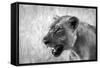 Lion-Donvanstaden-Framed Stretched Canvas