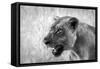 Lion-Donvanstaden-Framed Stretched Canvas