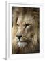 Lion-Linda Wright-Framed Photographic Print