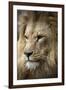 Lion-Linda Wright-Framed Photographic Print