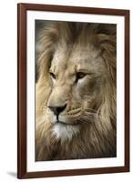 Lion-Linda Wright-Framed Photographic Print