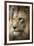 Lion-Linda Wright-Framed Photographic Print