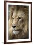 Lion-Linda Wright-Framed Photographic Print