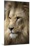 Lion-Linda Wright-Mounted Photographic Print