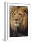 Lion-DLILLC-Framed Photographic Print