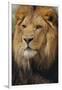 Lion-DLILLC-Framed Photographic Print