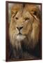 Lion-DLILLC-Framed Photographic Print