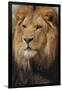 Lion-DLILLC-Framed Photographic Print