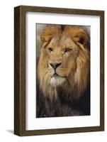 Lion-DLILLC-Framed Photographic Print