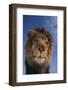 Lion-DLILLC-Framed Photographic Print