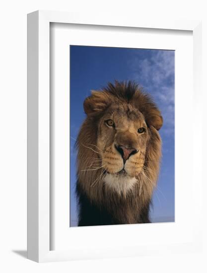 Lion-DLILLC-Framed Photographic Print